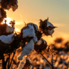 global hot weather in 2026 affecting cotton crops