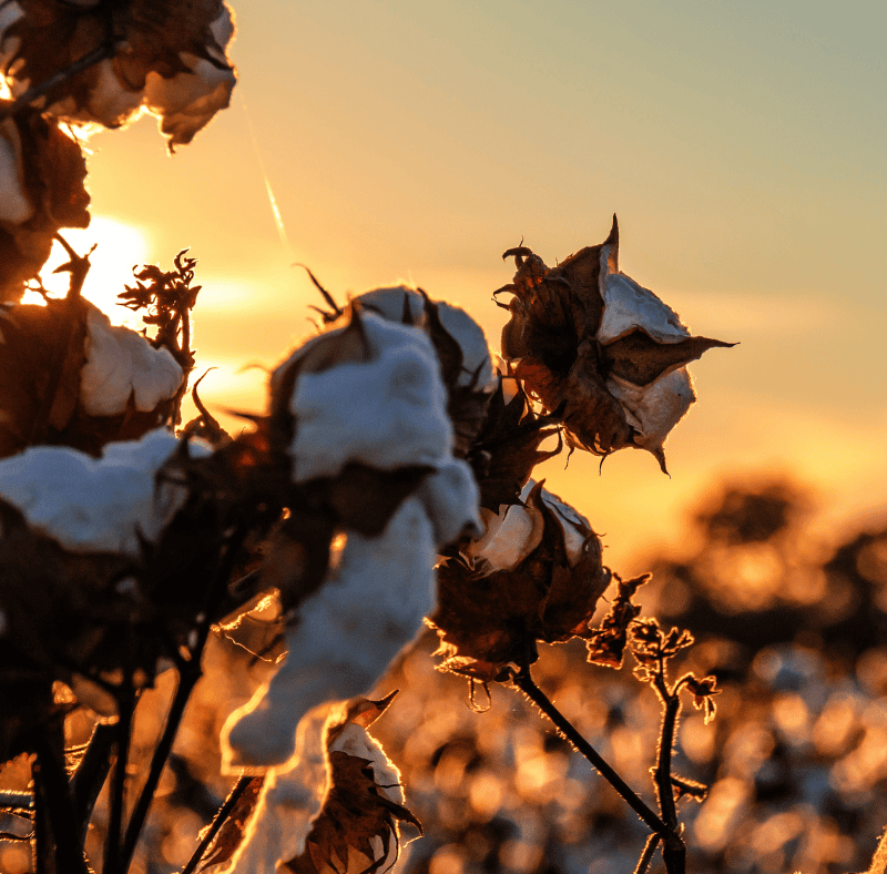 global hot weather in 2026 affecting cotton crops